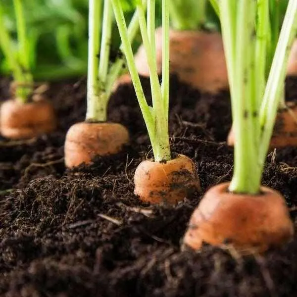 Click and Collect Vegegrow Topsoil Handy Bags