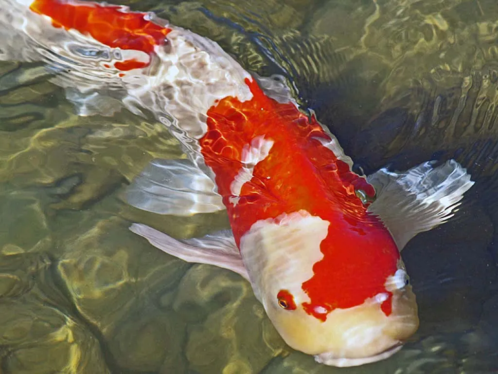 Koi Fish Texture Mold for Glass Tile or Dish - DT03