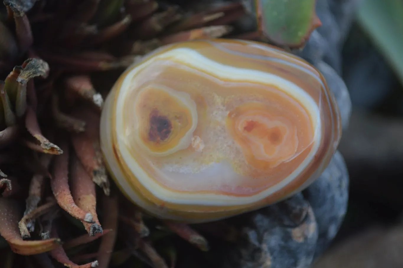 Polished Stunning Carnelian Agate Palm Stones  x 6 From Madagascar